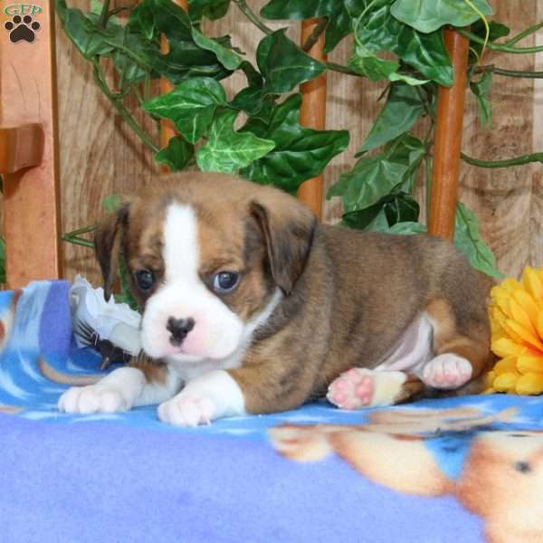 Sandtart, Boston Terrier Mix Puppy